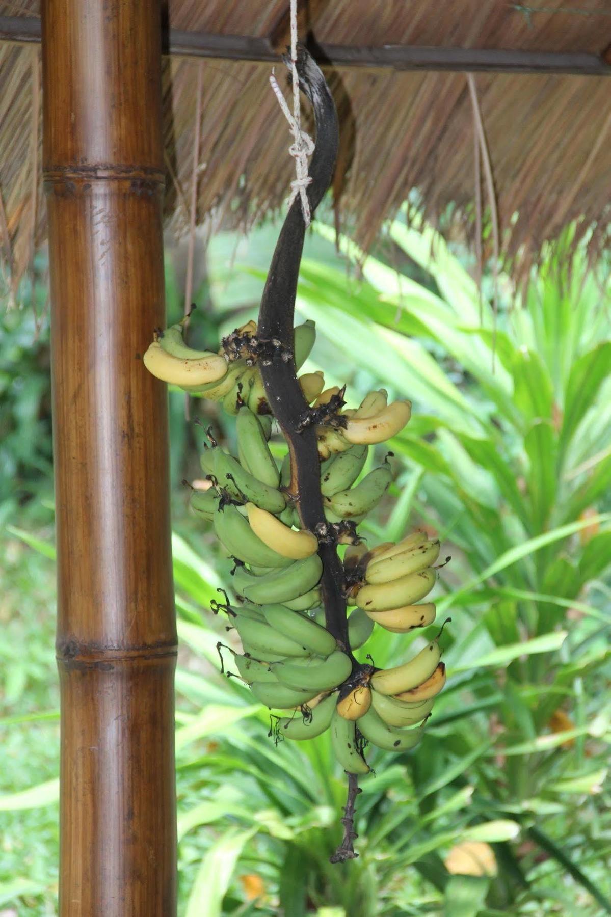 Gecko Lipe Resort Extérieur photo